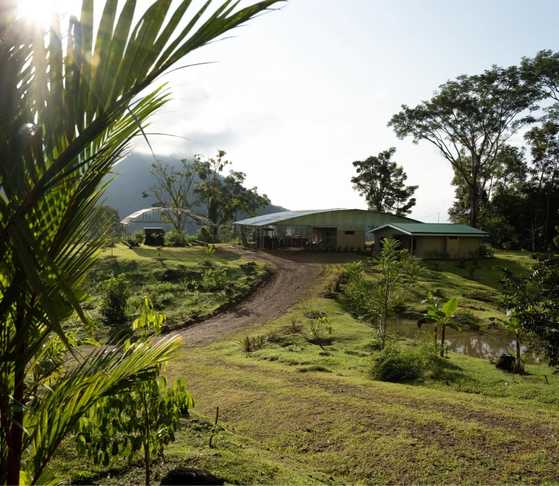 Farm buildings in a jungle clearing