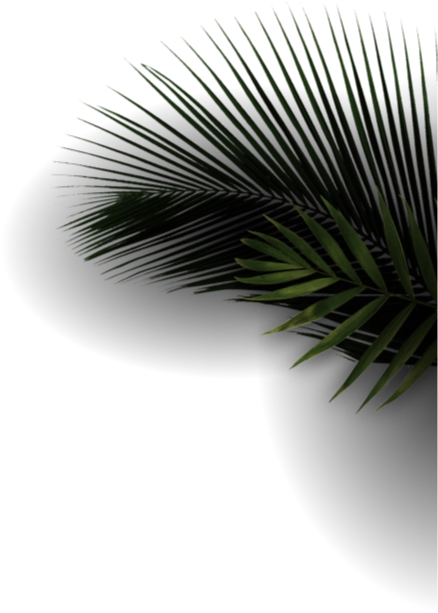 Green jungle palm leaves