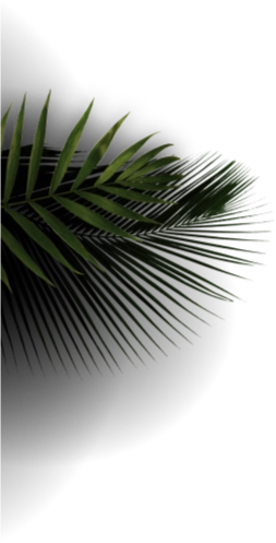 Green jungle palm leaves