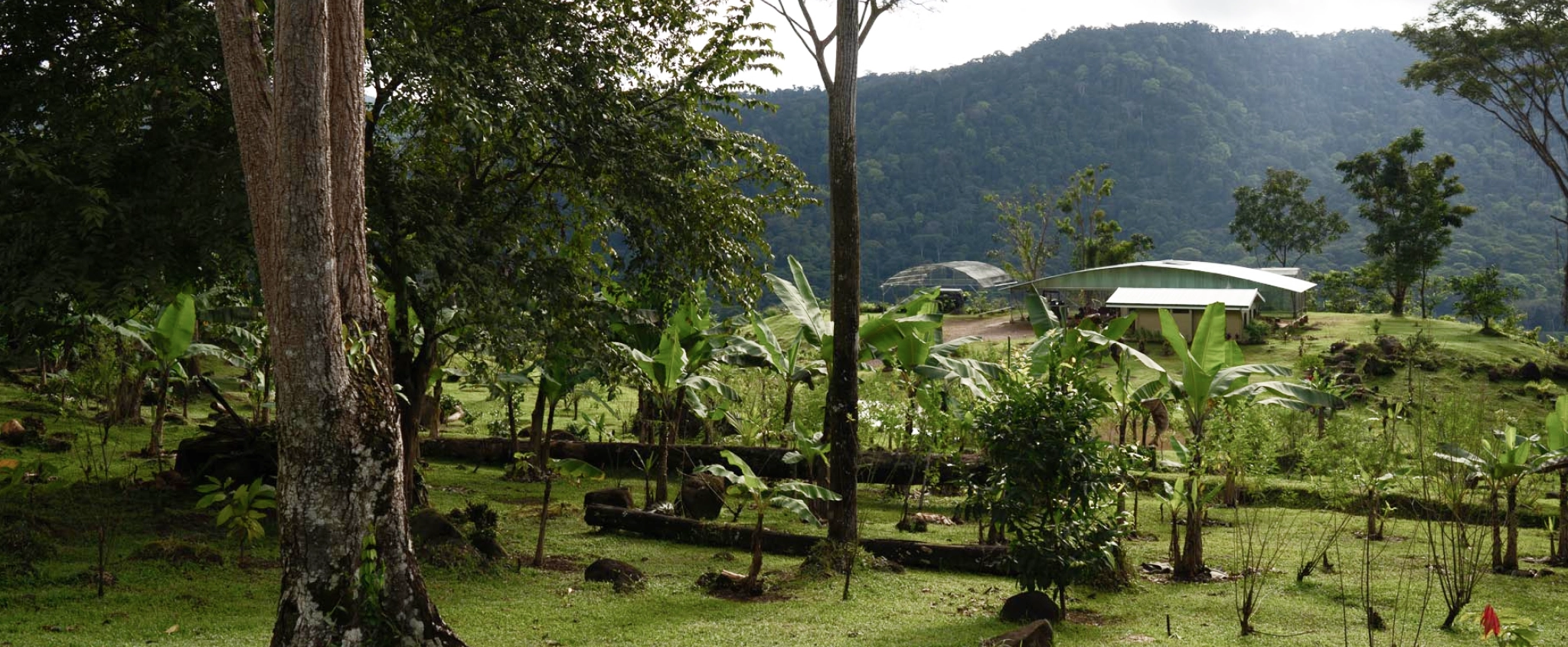 Dark image of farm buildings in a jungle clearing